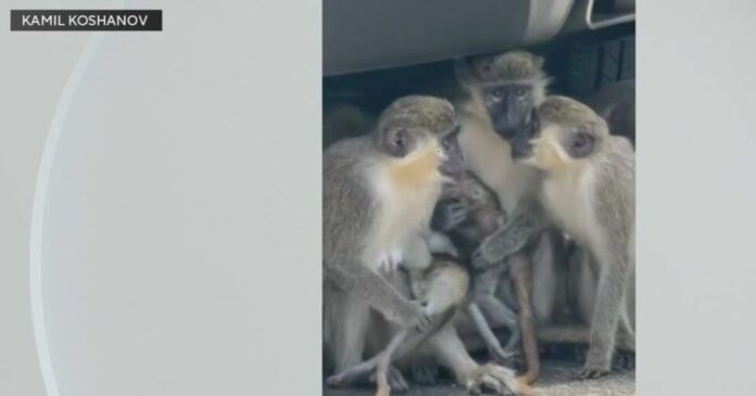 Monkeys caught on camera finding shade underneath South Florida car